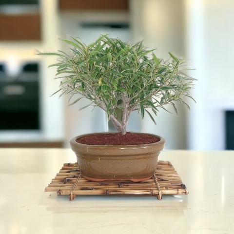 Bonsai ficus Nerifolia N3 en maceta esmaltada