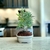Bonsai N4 Podocarpus en maceta esmaltada - comprar online