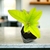 Plantin ombu - comprar online