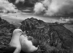 Sebastião Salgado. GÉNESIS - Librería Medio Pan y un Libro