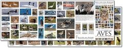 Guía fotografica de Aves de la Patagonia andina