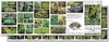 Guía fotografica de helechos y afines del bosque patagonico