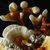 TINTURA MADRE DE REISHI Funginista | x50 mL - comprar online