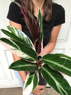 CALATHEA STROMANTHE