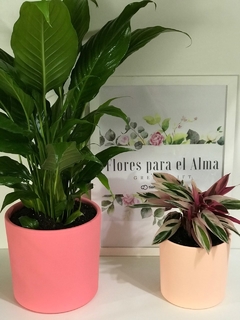 SET DÚO PARIS - (2 MACETAS + SPATHY / CALATHEA)