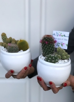 SET "CACTUS DESERT" - MACETA DE CERÁMICA + CACTUS PREMIUM DE COLECCIÓN