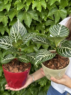 APHELANDRA + MACETA DIAMANTE 19cm