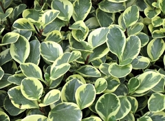 PEPEROMIA MARMOLADA - comprar online