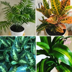 SET PLANTAS X4 - comprar online