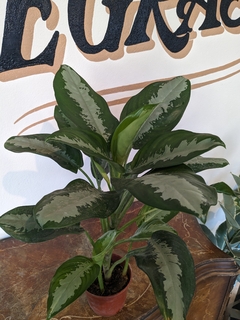 Aglaonema Pattaya Gris - M15 en internet