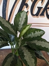 Aglaonema Pattaya Gris - M15