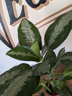 Aglaonema Pattaya Gris - M15 - Flores Negras Plantas