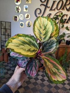 Calathea Roceopicta Blanca - M14