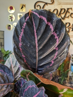 Calathea Roseopicta Violeta - M14