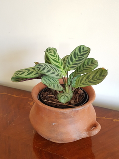 Calathea Puertorriqueña - M12 - Flores Negras Plantas