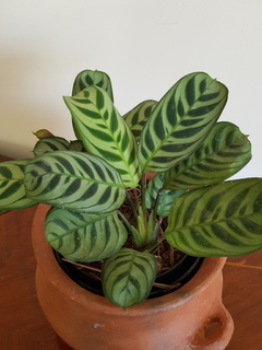 Calathea Puertorriqueña - M12 - comprar online