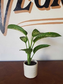 Dieffenbachia Tropic - M12 - Flores Negras Plantas