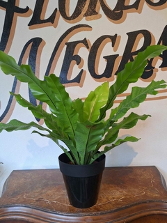 Helecho Asplenium - M19 - tienda online