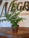 Helecho Pteris - 3L