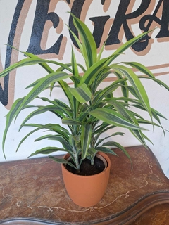 Dracena Warnequi Lemon - M19