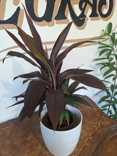 Dracena Rubra - 3Litros en internet