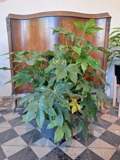 Aralia Sieboldi - M30