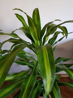 Dracena Masangeana - comprar online