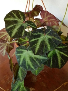 Begonia Brasilera - B18 - comprar online