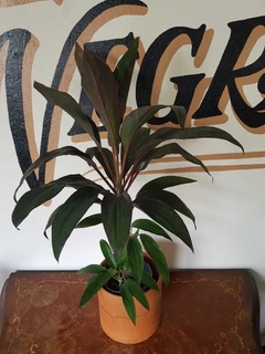 Dracena Rubra - 5L