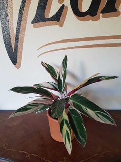 Calathea Triostar - 3L