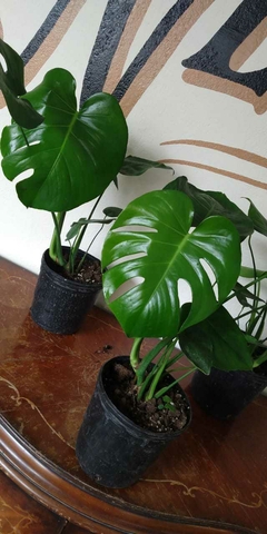 Monstera Deliciosa - 3Litros