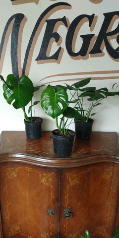 Monstera Deliciosa - 3Litros - Flores Negras Plantas