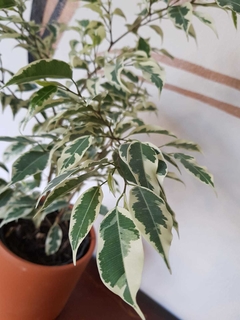 Ficus Benjamina Starlight - comprar online