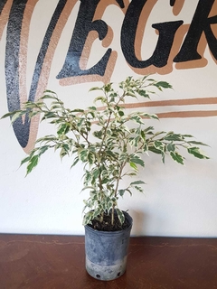 Ficus Benjamina Starlight - Flores Negras Plantas