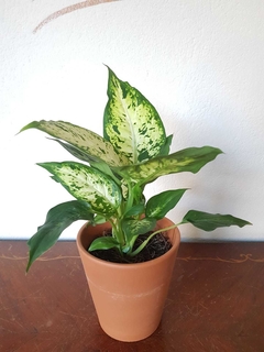 Dieffenbachia Exótica - M12