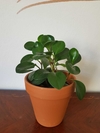 Peperomia Magnolifolia Verde