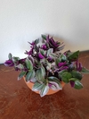 Tradescantia Tricolor - B18