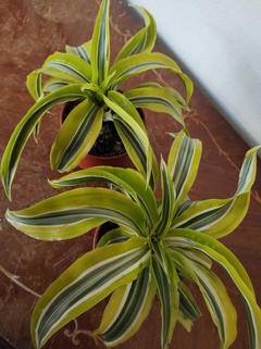 Dracena Warnequi Lemon - comprar online