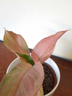 Aglaonema Iawan - M13