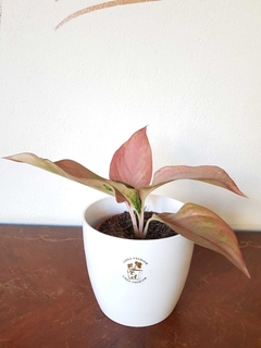 Aglaonema Iawan - M13 - comprar online