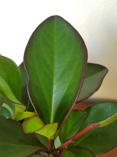 Peperomia Magnolifolia Verde - M12 en internet