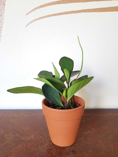 Peperomia Magnolifolia Verde - M12 - comprar online