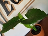 Alocasia - Oreja de Elefante -7L