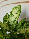 Dieffenbachia Exótica - M14