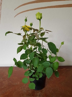 Rosal Amarillo - M12 - Flores Negras Plantas