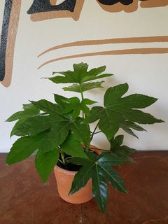 Aralia Sieboldi - M15 - tienda online