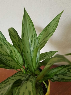 Aglaonema Silver - Rayada - S12 en internet