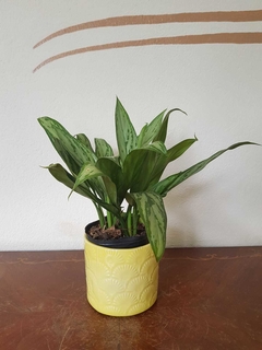 Aglaonema Silver - Rayada - S12