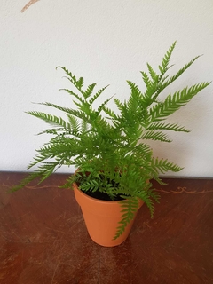 Helecho Pteris - M12 - comprar online