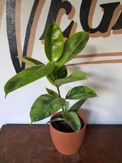 Gomero Variegado Verde - Ficus Elástica - 3L - comprar online